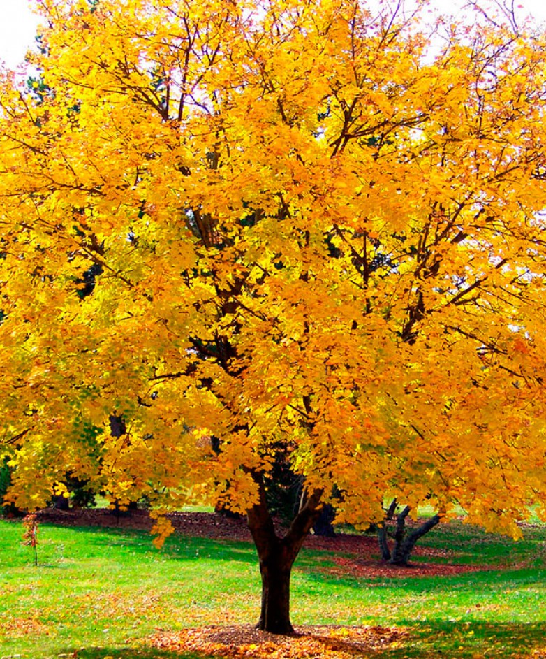 Hard Maple wood floors and furniture Made in Italy CADORIN