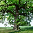 Quercus - 