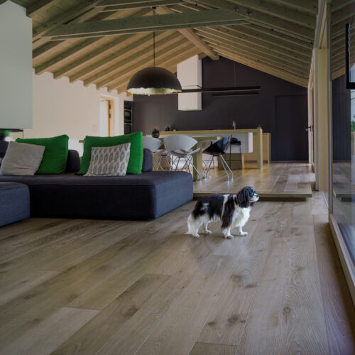 Contorta Quercus Beaver