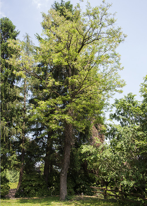 pavimento legno acacia